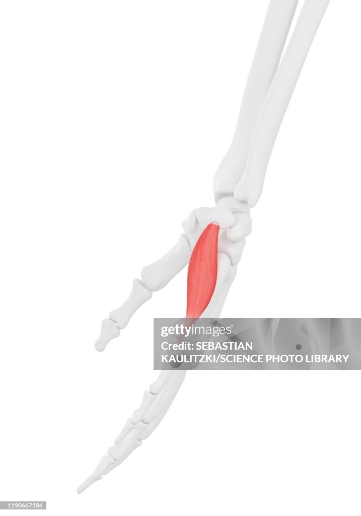 Abductor digiti minimi muscle, illustration