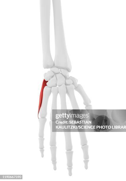 Illustrations, cliparts, dessins animés et icônes de Muscle Abducteur