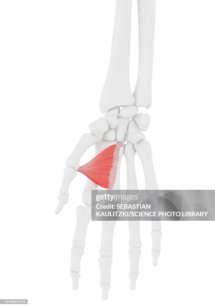 Adductor pollicis muscle, illustration