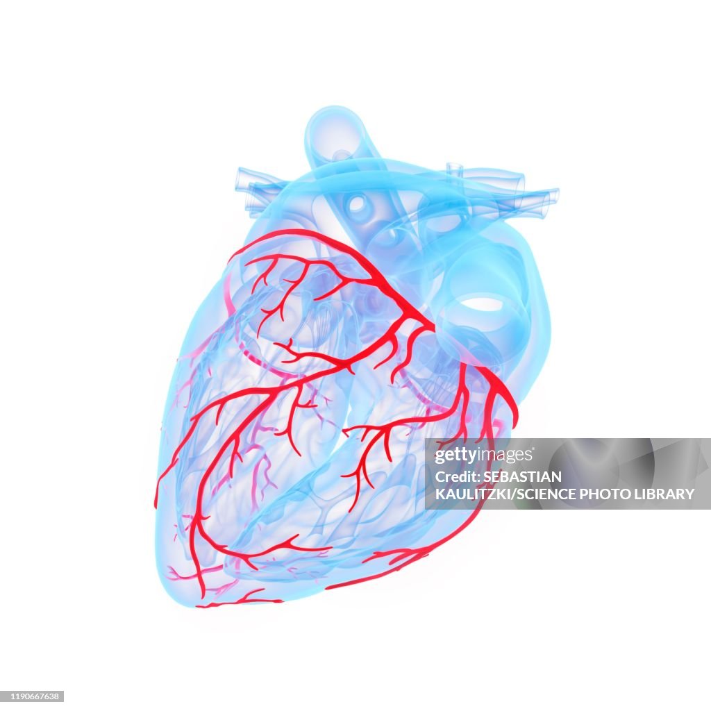 Coronary blood vessels, illustration