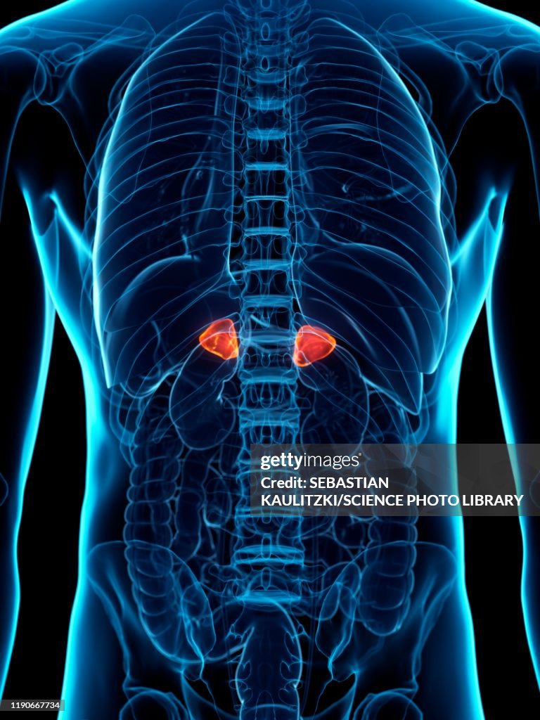 Diseased adrenal glands, conceptual illustration