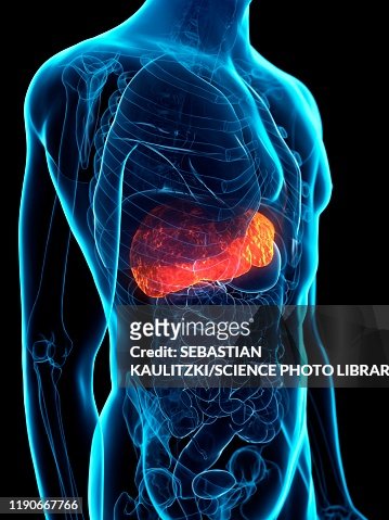 Diseased Liver Conceptual Illustration High-Res Vector Graphic - Getty ...