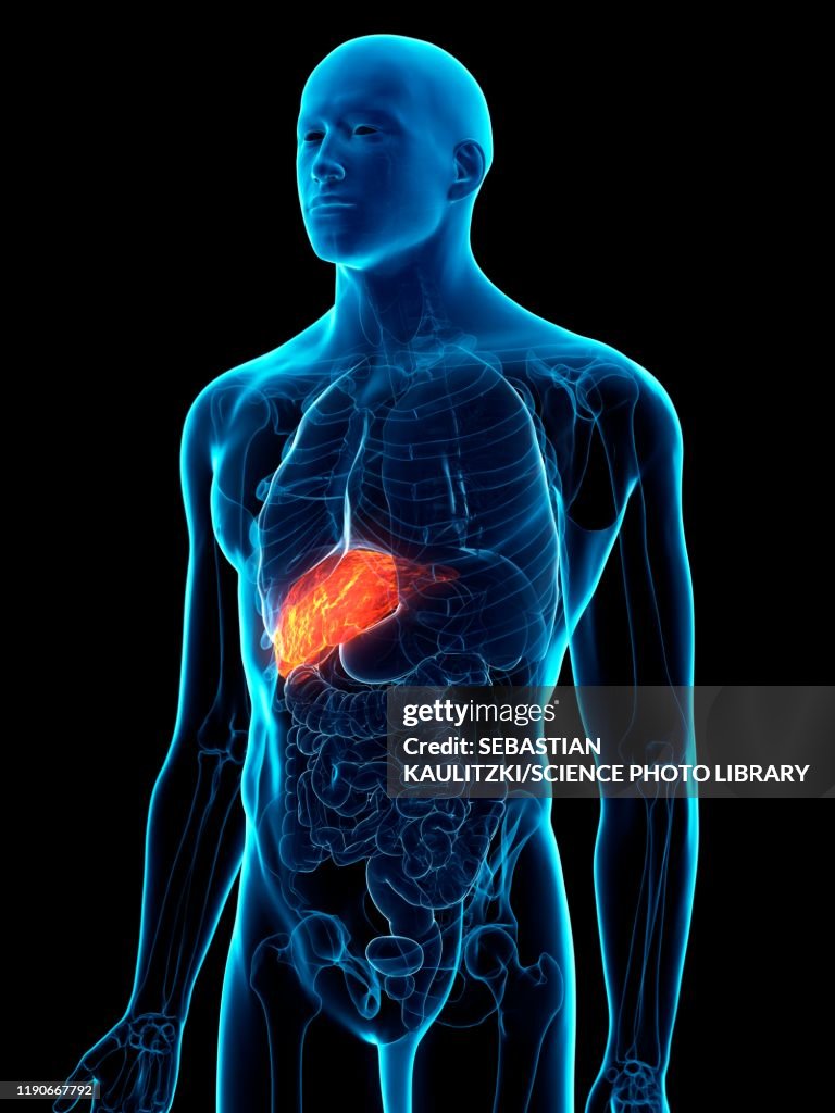 Diseased Liver Conceptual Illustration High-Res Vector Graphic - Getty ...