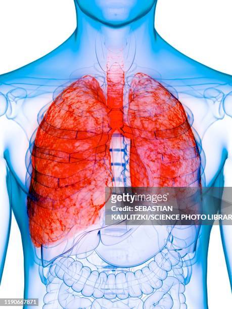 diseased lung, conceptual illustration - emphysema stock illustrations