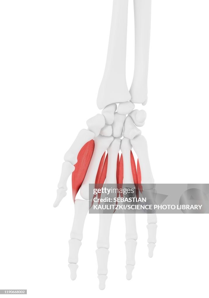 Dorsal interosseous muscle, illustration