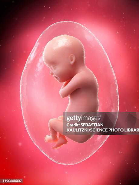 Week 30 30 Week Foetus Photos and Premium High Res Pictures - Getty Images