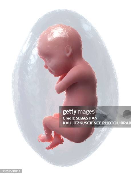 Week 30 30 Week Foetus Photos and Premium High Res Pictures - Getty Images