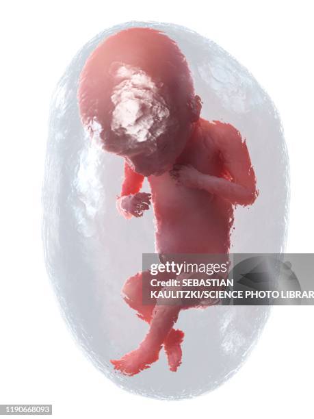 foetus at week 18, illustration - 18 week foetus stock pictures, royalty-free photos & images