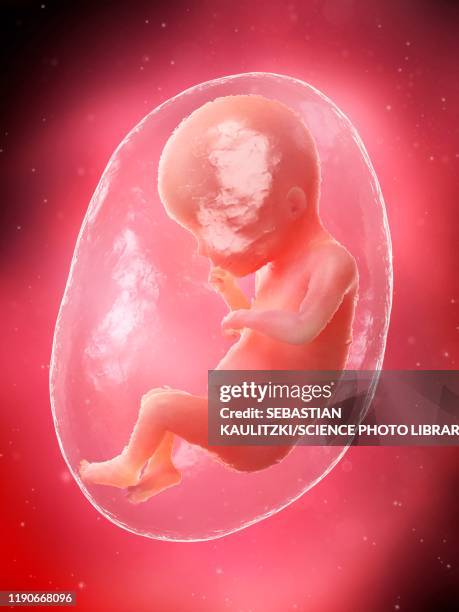 Week 19 98 Fetus 19 Weeks Stock Photos, High-Res Pictures, and Images - Getty ...