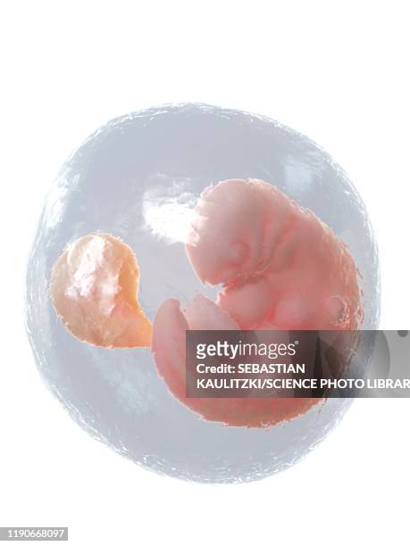 foetus at week 6, illustration - 6 week foetus fotografías e imágenes de stock