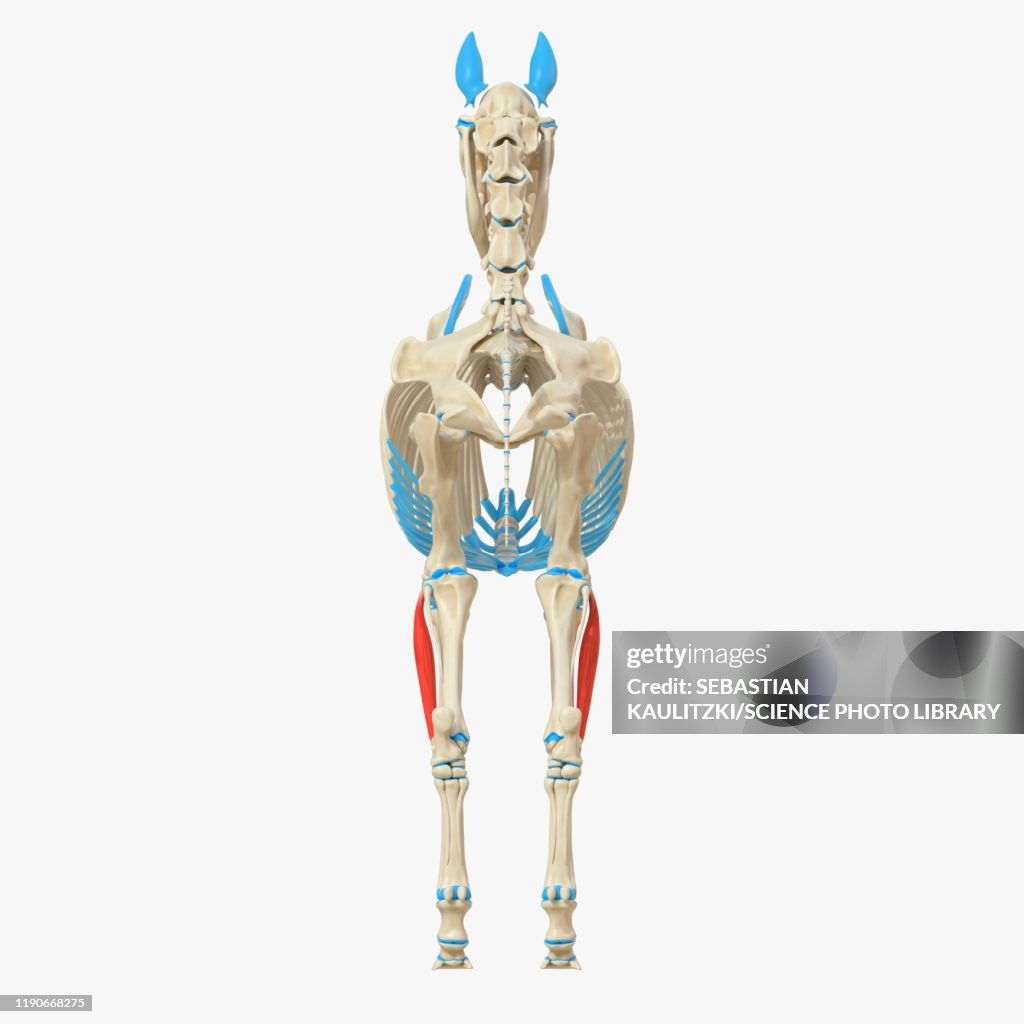 Horse Common Digital Extensor Muscle Illustration High-Res Vector ...