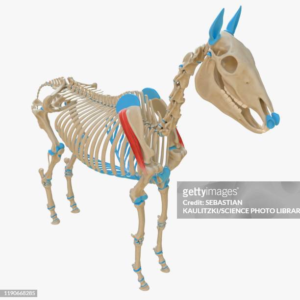 horse infraspinatus muscle, illustration - infraspinatus stock illustrations