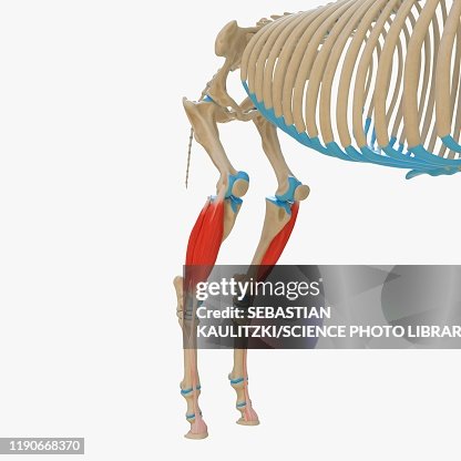 Horse Extensor Digitorum Longus Muscle Illustration High-Res Vector ...