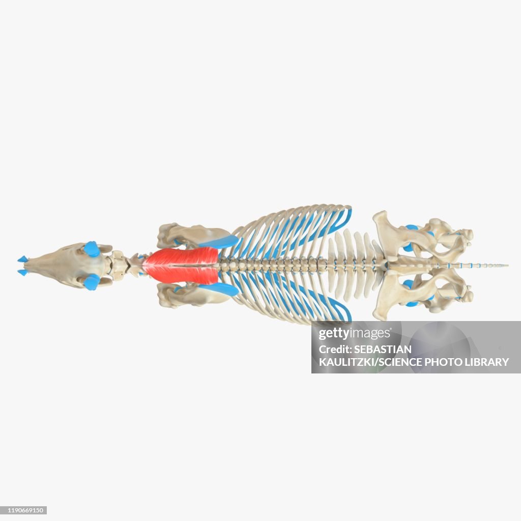 Horse rhomboideus cervicis muscle, illustration