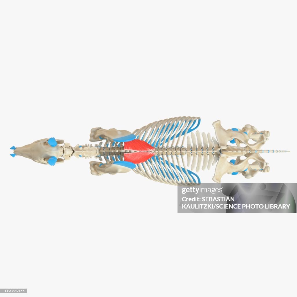 Horse rhomboideus thoracis muscle, illustration