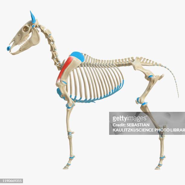 horse supraspinatus muscle, illustration - supraspinatus stock illustrations