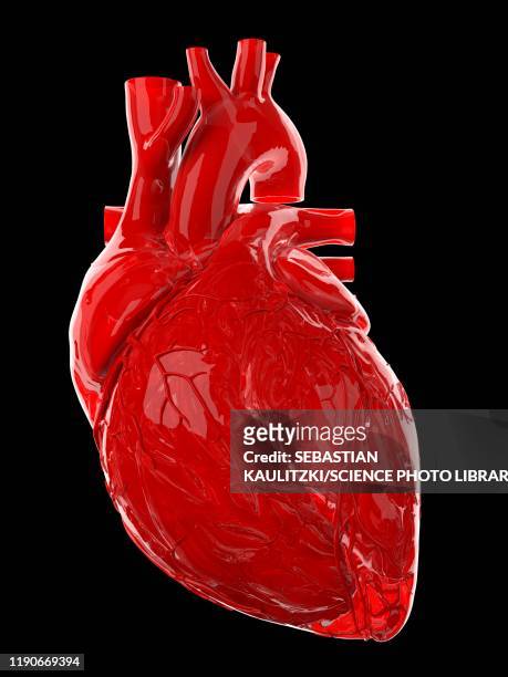 ilustrações, clipart, desenhos animados e ícones de human heart, illustration - anatomia