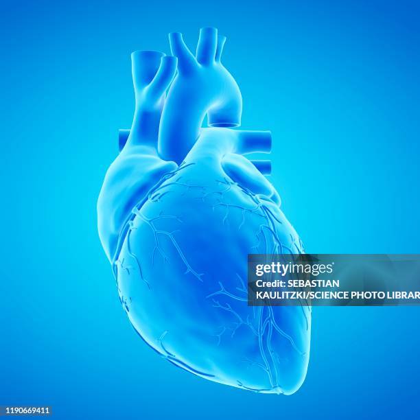 ilustraciones, imágenes clip art, dibujos animados e iconos de stock de human heart, illustration - myocardium