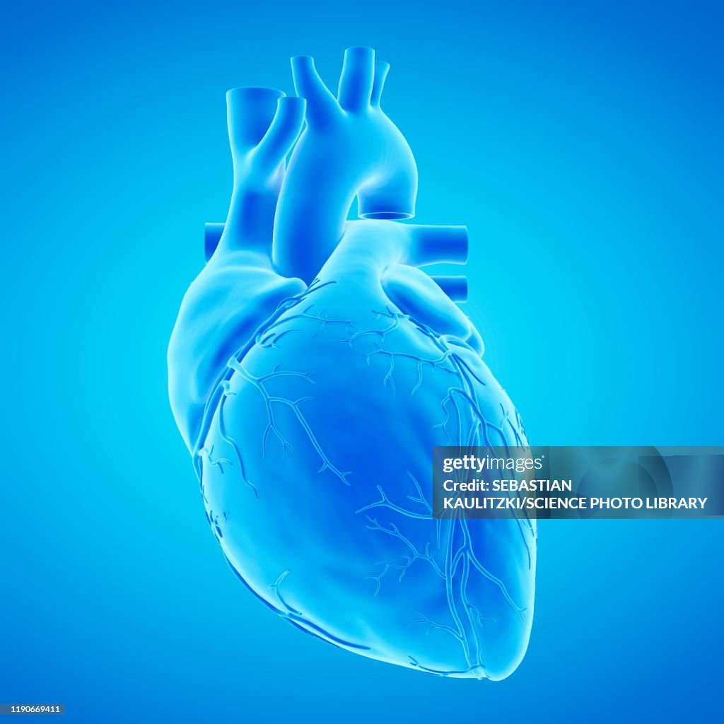 Human heart, illustration