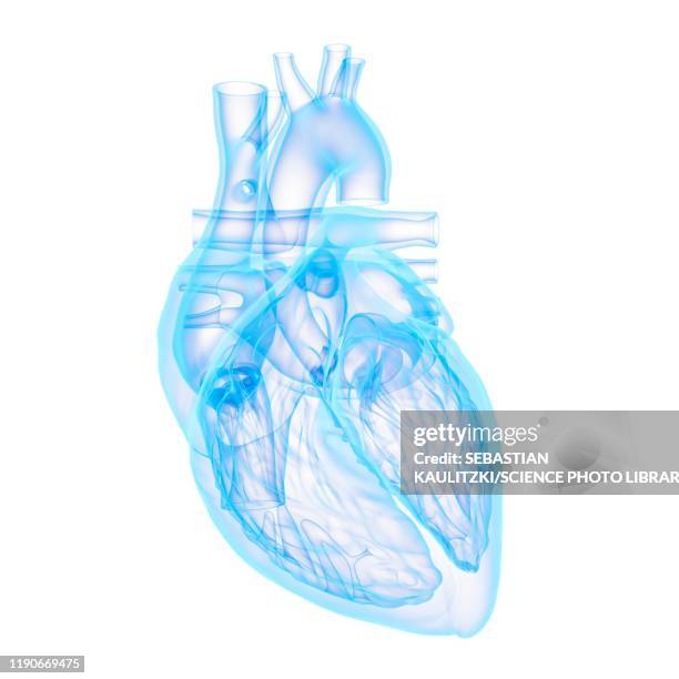 human heart, illustration - myocardium 幅插畫檔、美工圖案、卡通及圖標