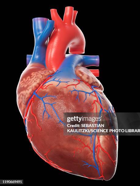 human heart, illustration - cardiac muscle tissue stock illustrations