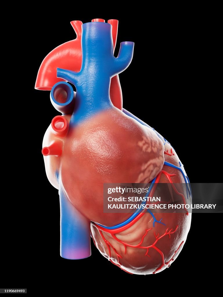 Human heart, illustration
