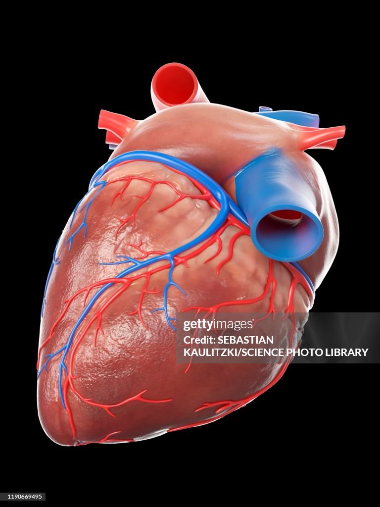 Human heart, illustration