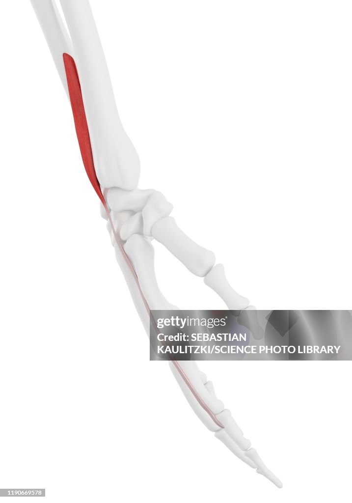 Pronator extensor indicis muscle, illustration