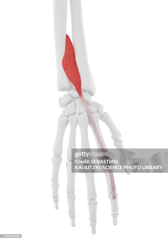 Pronator extensor indicis muscle, illustration