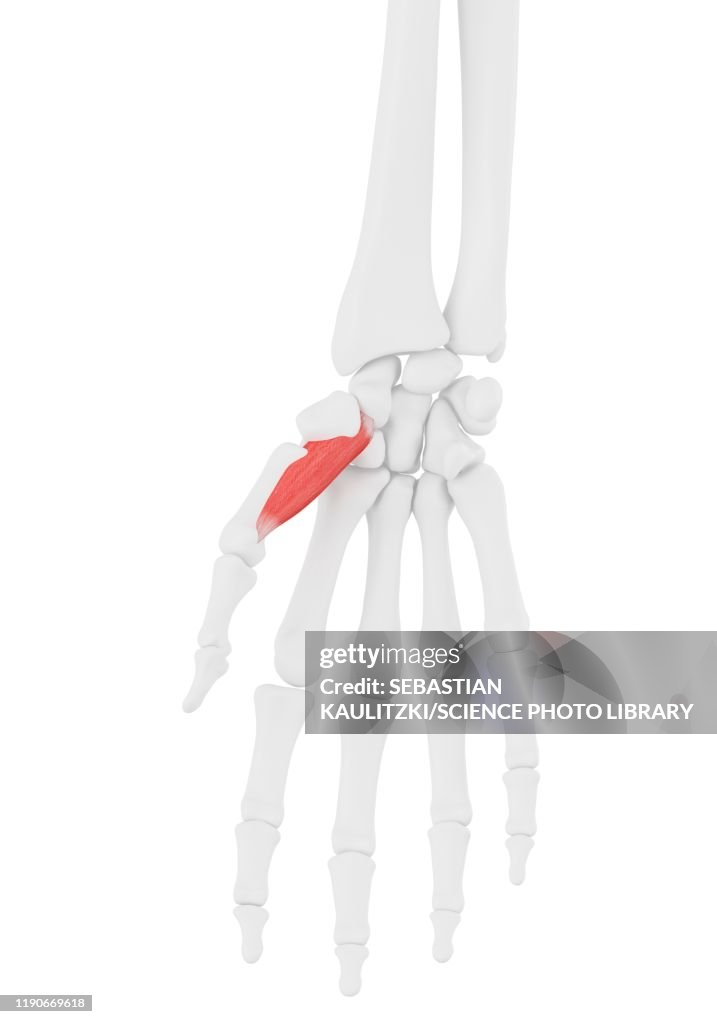 Opponens pollicis muscle, illustration