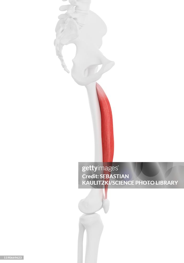 Vastus intermedius muscle, illustration