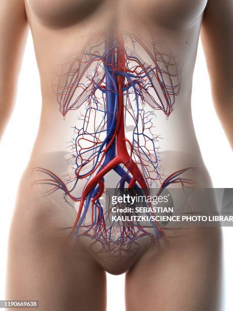 abdominal blood vessels, illustration - female internal organs stock illustrations