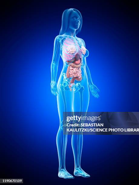 female anatomy, illustration - woman intestine stock illustrations