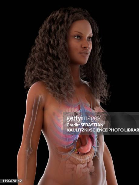female anatomy, illustration - woman intestine stock illustrations