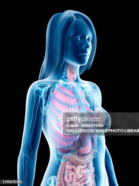 female anatomy, illustration - woman intestine stock illustrations