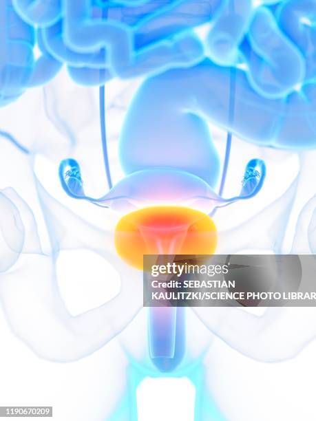 female bladder, illustration - bladder stock illustrations