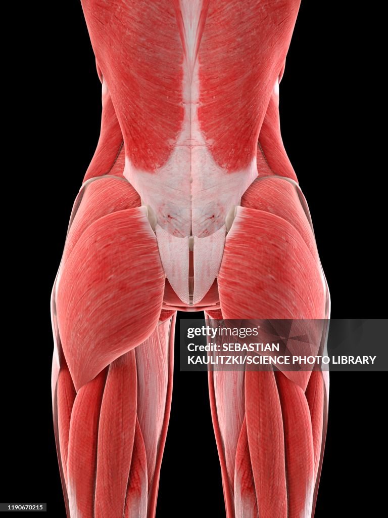 Buttocks Function Female Buttock Muscles Illustration High-Res Vector Graphic - Getty Images