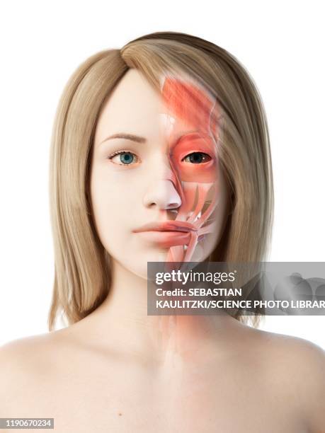 female facial anatomy, illustration - tendon stock illustrations