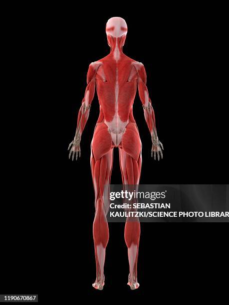 Femle Back Female Back Anatomy Photos and Premium High Res Pictures - Getty Images