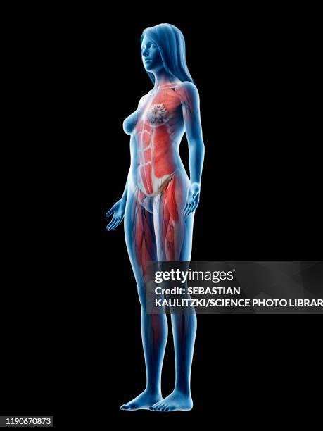 female musculature, illustration - workout routine stock illustrations