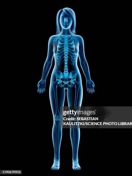 female skeleton, illustration - human skeleton stock illustrations