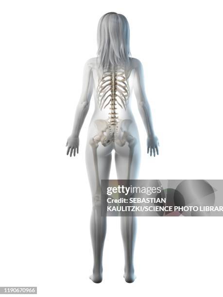 female skeleton, illustration - human spine stock illustrations