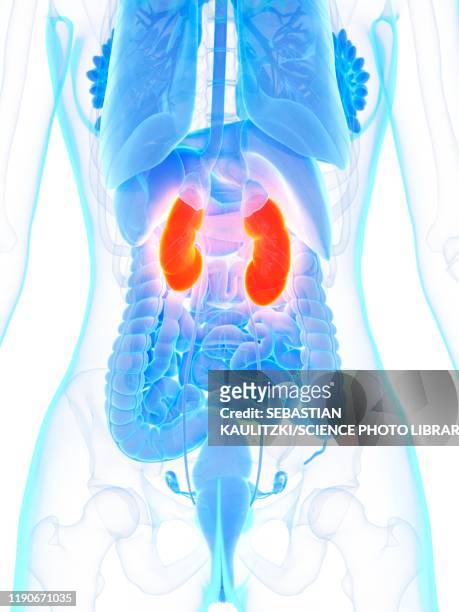 kidneys, illustration - female internal organs stock illustrations