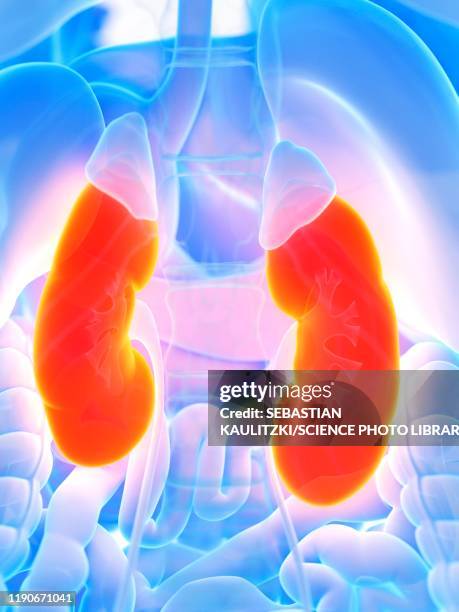 kidneys, illustration - renal failure stock illustrations