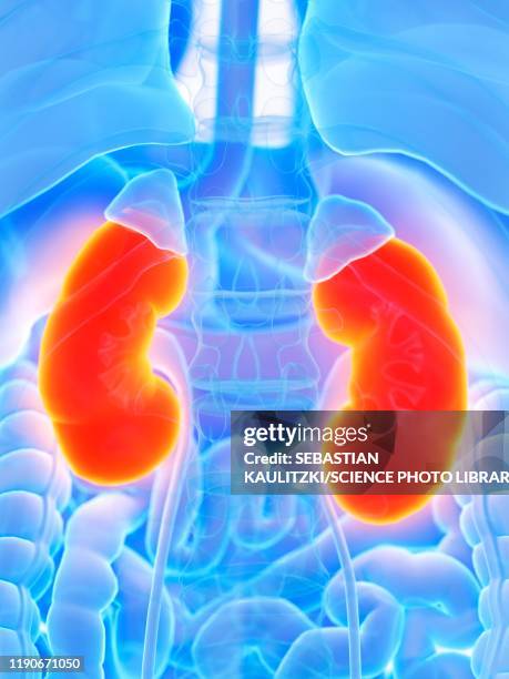 kidneys, illustration - systemic lupus erythematosus stock illustrations