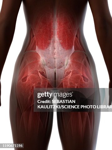 Lower Back And Buttock Anatomy Illustration High Res Vector Graphic lower-back-and-buttock-anatomy-illustration-high-res-vector-graphic