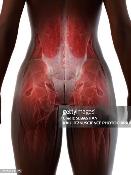 lower back and buttock anatomy, illustration - buttock stock illustrations