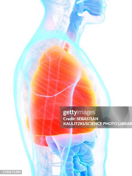 lungs, illustration - copd stock illustrations