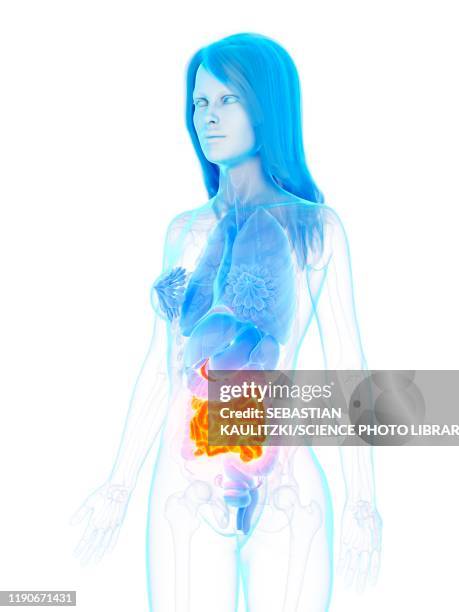small intestine, illustration - crohns disease stock illustrations