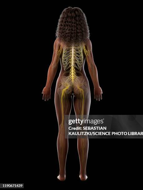 nervous system, illustration - human anatomy organs back view stock illustrations